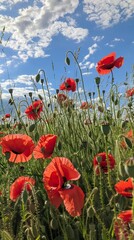 poppy flowers in summer, In remember of military veteran and Happy memorial day Celebration

