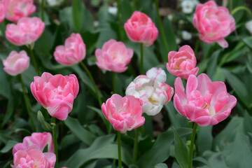 Double Late Tulip Upstar flowers