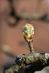 Pear tree branch with buds