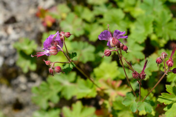 Cambridge Cransesbill flowers