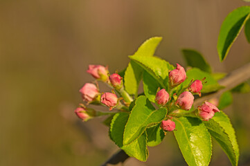 Fruit tree branch with pink blossom in spring. Blurred background.