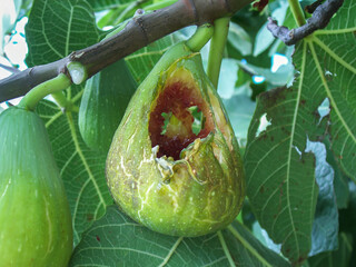 A close view of a fig half-eaten by starlings (sturnus), amidst verdant leaves; the struggle between nature and agriculture