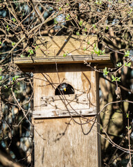 Cozy starling abode in spring. A sturnus vulgaris peeks from a wooden nesting box, harmonizing with...