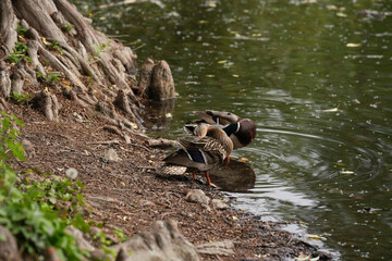 ducks in the water. spring time