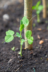 Young green beans growing garden