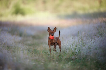 A spirited Toy Terrier dog runs across a field, embodying the essence of playfulness in nature