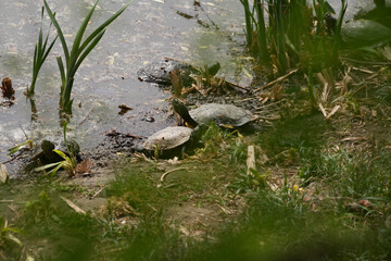 turtles family on a lake bank.