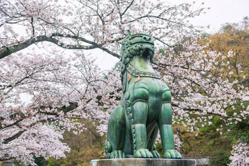 Lion dog statue with sakura at Tozan Sueyama shrine, Imari