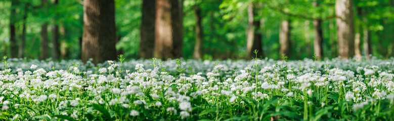 Flowers of wild garlic (allium ursinum) in woodland. Forest floor in spring. Panoramic view....