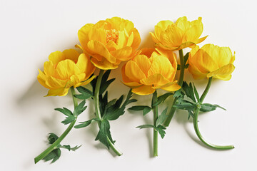 Spring seasonal styling, minimal style composition from delicate flowers peony yellow colored on...