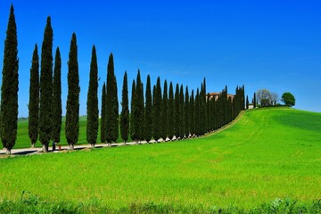 Fototapeta premium landscape of the Poggio Covilli farmhouse immersed in the greenery of the Val d'Orcia in Siena, Tuscany, Italy