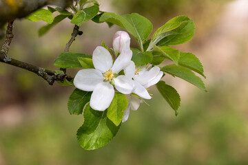 Blüten eines Apfelbaumes im Garten