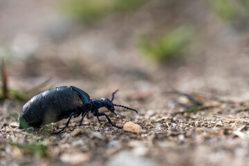 The highly toxic blister beetle 