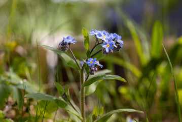 Vergi&szlig;meinnicht in der Wiese