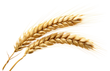 PNG  Ear of wheat food agriculture triticale. AI generated Image by rawpixel.