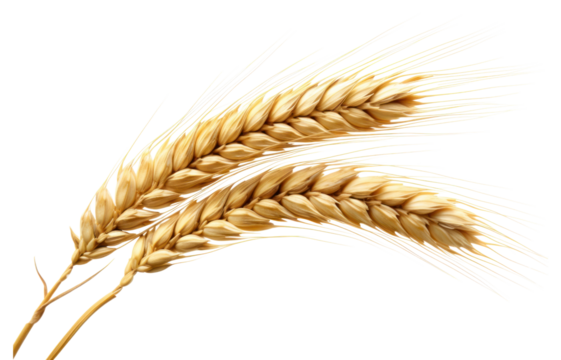 PNG  Ear of wheat food agriculture triticale. AI generated Image by rawpixel.