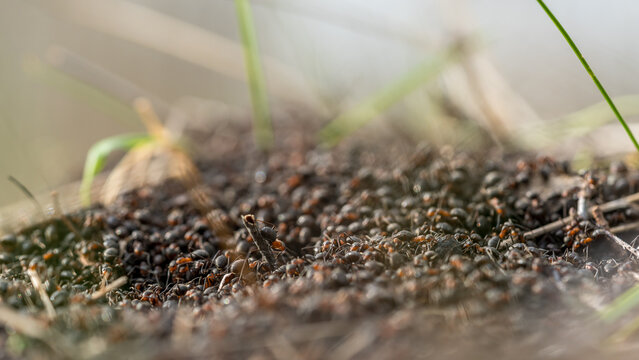Close-up of an anthill