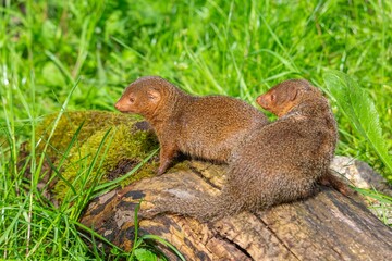 Deux Mangouste naines 