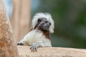 Tamarin à crête blanche