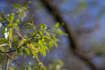 Brittle willow and its flower on a twig.