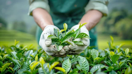 Plaid mouton avec motif Vert A tea farmer's hands in white gloves picking tea leaves on the green field background, closeup of worker holding fresh plant for product quality control and equipment use concepts.