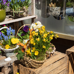 Spring flowers - primroses, muscari, ranunculus, sedum, daffodils in a wicker basket decorate the entrance to the cafe.
