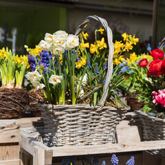 Spring flowers - primroses, muscari, ranunculus, sedum, daffodils in a wicker basket decorate the entrance to the cafe.