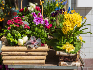 Spring flowers - primroses, muscari, ranunculus, daffodils in a wicker basket decorate the entrance to the cafe.