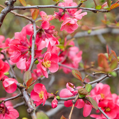 Chaenomeles japonica, called the Japanese quince or Maule's quince, is a species of flowering quince that is native to Japan.