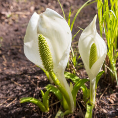 Lysichiton camtschatcensis, common name Asian skunk cabbage, white skunk cabbage