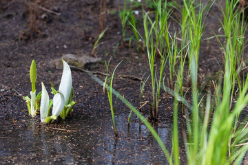 Lysichiton camtschatcensis, common name Asian skunk cabbage, white skunk cabbage