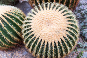 Kroenleinia grusonii, popularly known as the golden barrel cactus, golden ball or mother-in-law's cushion, is a species of barrel cactus which is endemic to east-central Mexico.