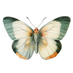 Fototapeta na wymiar Butterfly Watercolor Illustration PNG, Transparent Background, Clipart