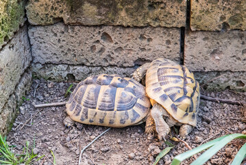 Hermanni turtles play together