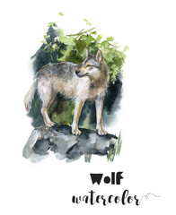 Watercolor painting of a wolf on a rock, portraying working animal in art