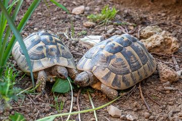 Hermanni. Turtles eat. 