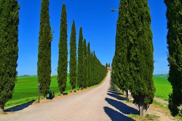 Obraz premium landscape of the Poggio Covilli farmhouse immersed in the greenery of the Val d'Orcia in Siena, Tuscany, Italy