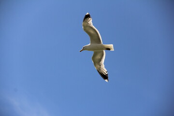 Flying Seagull