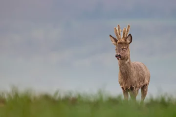 Gardinen Roe deer, capreolus capreolus, single male on grass © Michael Krüger