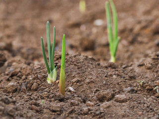 Beautiful view of young onion sprouts.