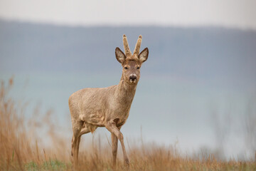 Naklejka na ściany i meble Roe deer, capreolus capreolus, single male on grass