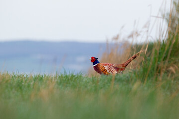 Ringneck Pheasant (Phasianus colchicus)