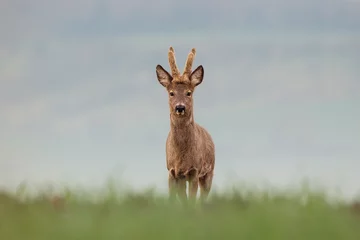Gardinen Roe deer, capreolus capreolus, single male on grass © Michael Krüger