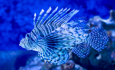 The blue lionfish in the sea aquarium