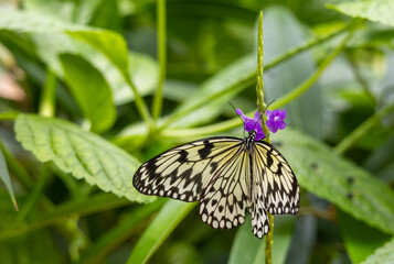 Beautiful tropical butterfly on a green blurred background. Large tree nymph (Idea leuconoe)