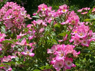 Pink rose bush ballerina abundance flowers.