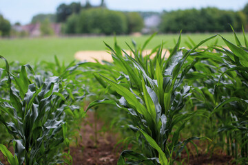 Beautiful view of young corn sprouts in a field.