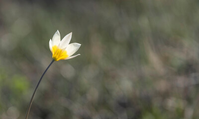 Turkestan tulip small white flower with a yellow center. wild primrose flower and symbol of spring on a green steppe background with copy space