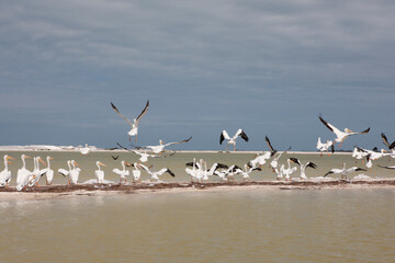 ibis close up