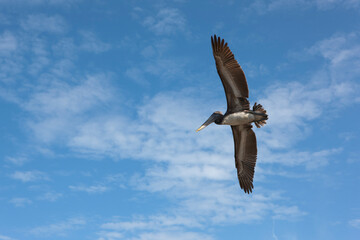 American brown pelican close up
